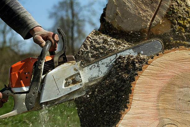 Tree Removal for Businesses in Judson, SC